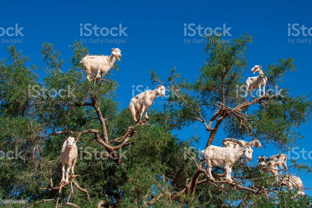 Cabras en los árboles Marruecos